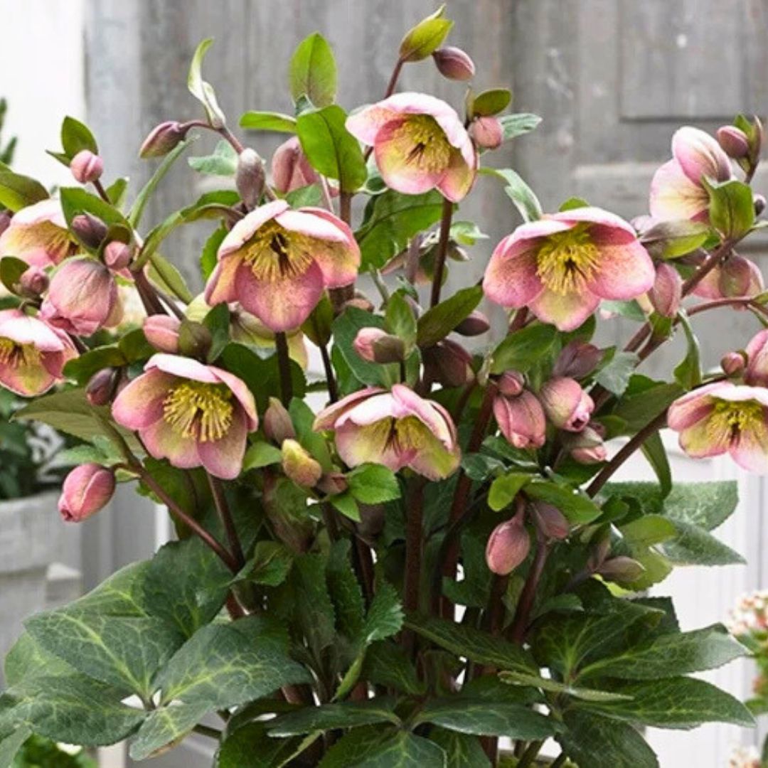Bayli's Blush - Hellebores (Fiddleheads Signature Series)