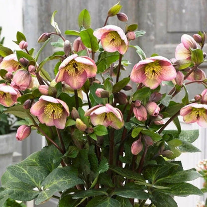 Bayli's Blush - Hellebores (Fiddleheads Signature Series)