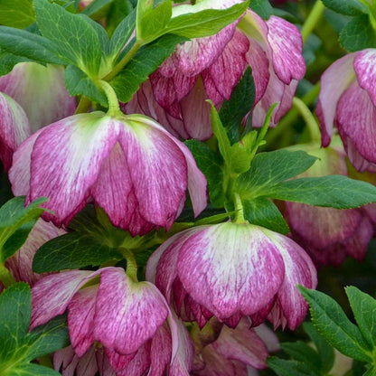 Blushing Bridesmaid — Hellebores (Wedding Party Series)