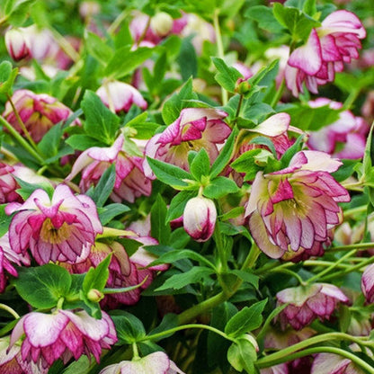 Blushing Bridesmaid — Hellebores (Wedding Party Series)