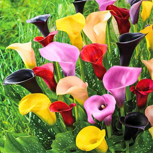 Calla Lily Mix — Spring Bulb 🌱