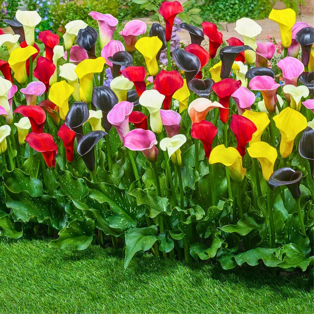 Calla Lily Mix — Spring Bulb 🌱