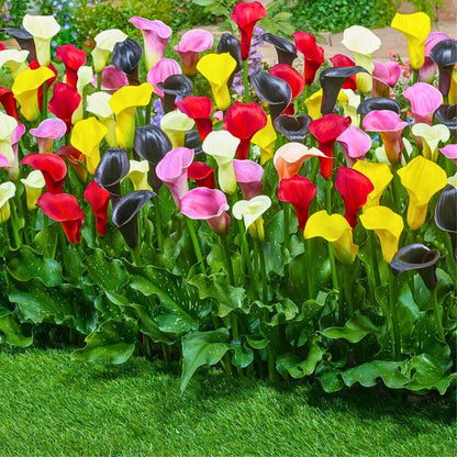 Calla Lily Mix — Spring Bulb 🌱