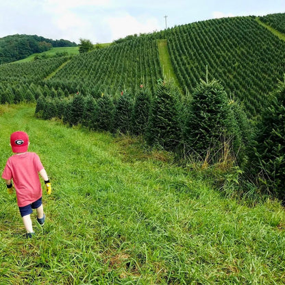 Oh, Christmas Tree Experience