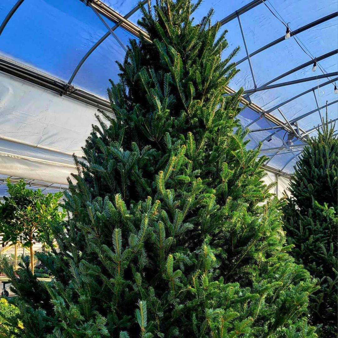 Oh, Christmas Tree Experience