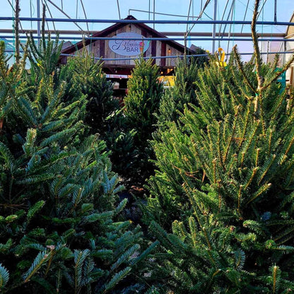 Oh, Christmas Tree Experience