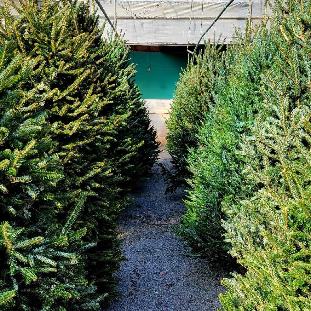 Oh, Christmas Tree Experience