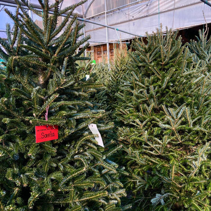 Oh, Christmas Tree Experience