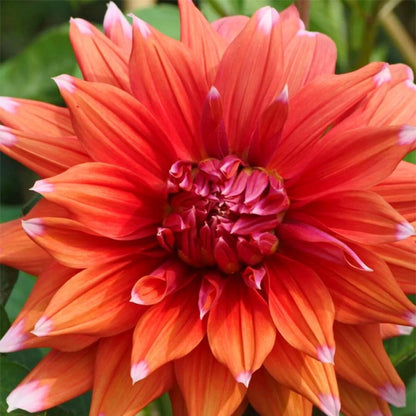 Dahlia Dinnerplate 'Color Spectacle' - Spring Bulb 🌱