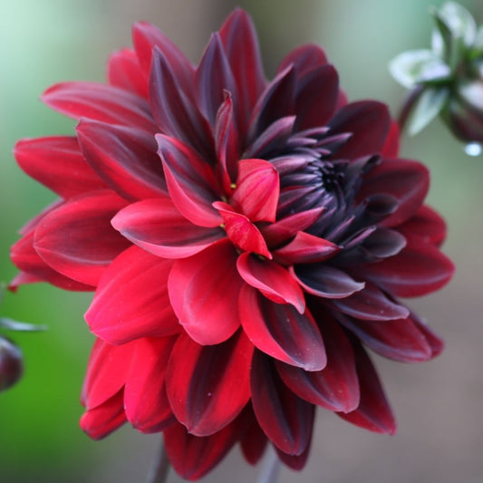 Dahlia Dinnerplate 'Debutante' - Spring Bulb 🌱