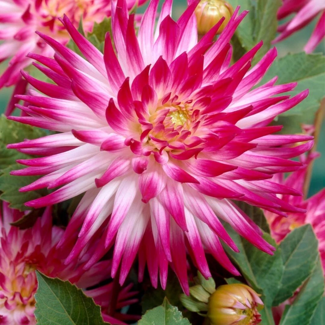 Dahlia 'Lemon Sorbet' Collection - Spring Bulb 🌱