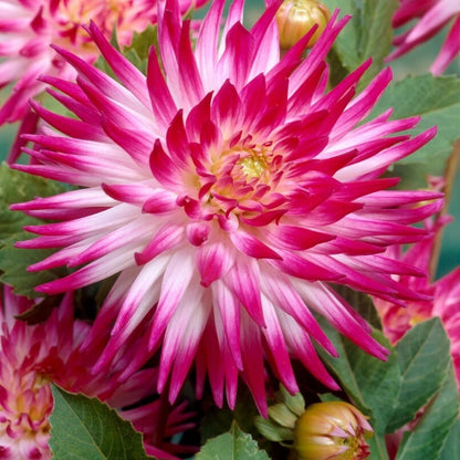 Dahlia 'Lemon Sorbet' Collection - Spring Bulb 🌱