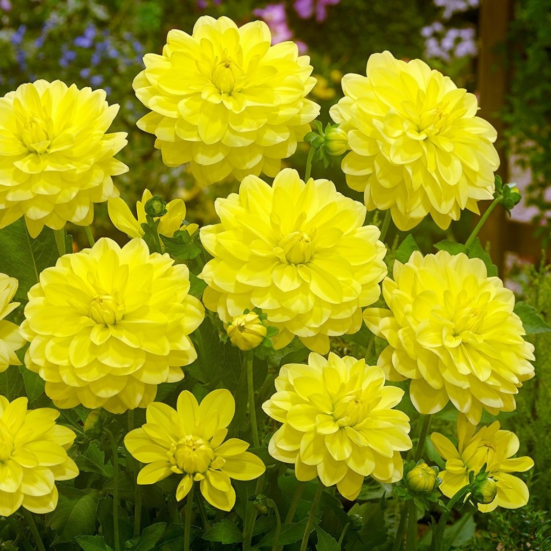 Dahlia 'Lemon Sorbet' Collection - Spring Bulb 🌱