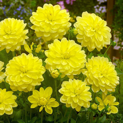 Dahlia 'Lemon Sorbet' Collection - Spring Bulb 🌱