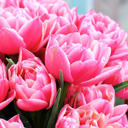 Double Early 'Columbus' Tulip – Fall Bulb Preorder (10 Bulbs)