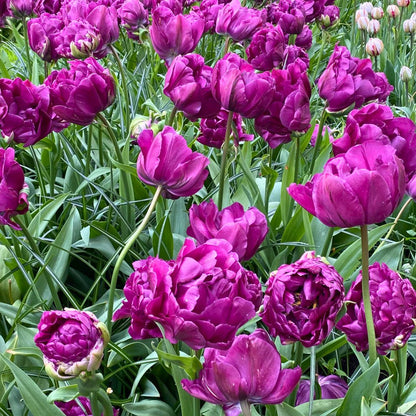 Double Mid 'Double Negrita' Tulip – Fall Bulb Preorder (10 Bulbs)