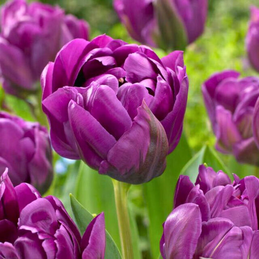 Double Mid 'Double Negrita' Tulip – Fall Bulb Preorder (10 Bulbs)