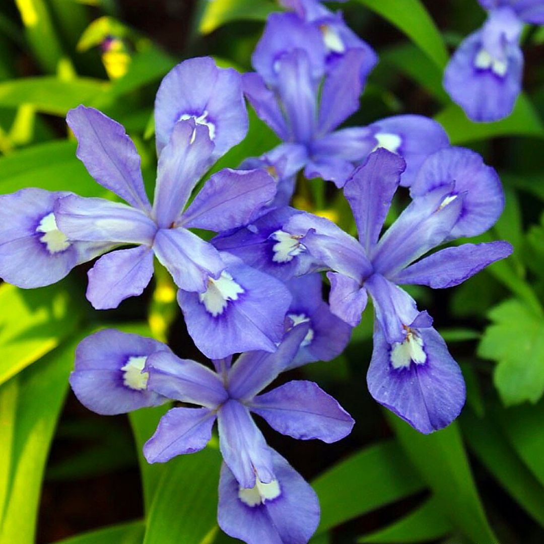 Dwarf Crested Iris — Spring Bulb 🌱