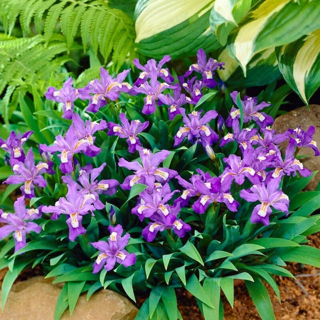 Dwarf Crested Iris — Spring Bulb 🌱