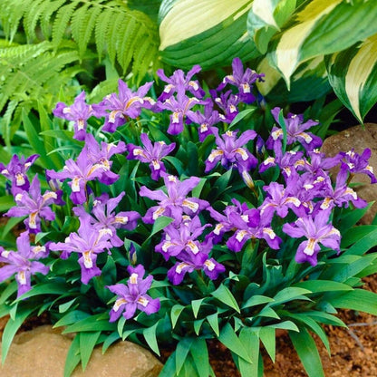 Dwarf Crested Iris — Spring Bulb 🌱