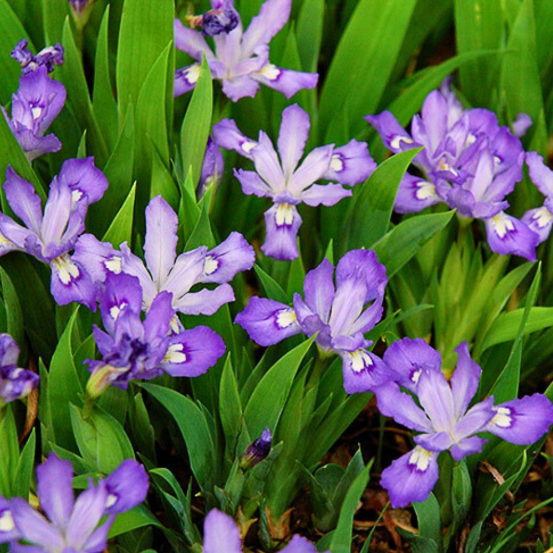 Dwarf Crested Iris — Spring Bulb 🌱