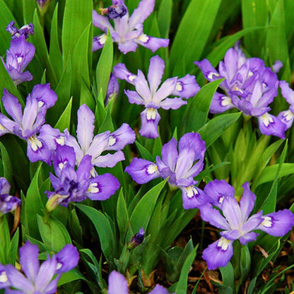 Dwarf Crested Iris — Spring Bulb 🌱