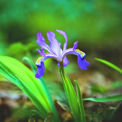 Dwarf Crested Iris — Spring Bulb 🌱
