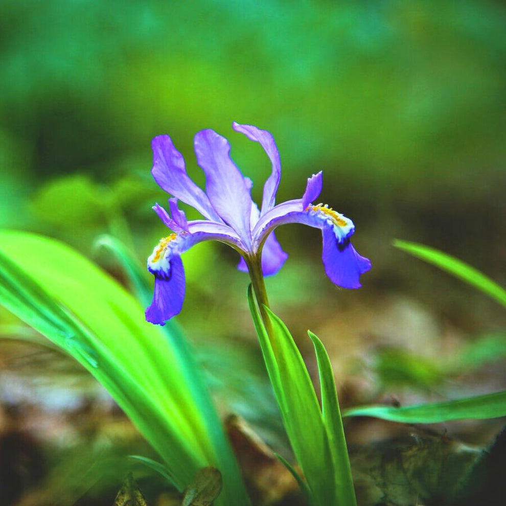 Dwarf Crested Iris — Spring Bulb 🌱 – Fiddleheads Garden Center