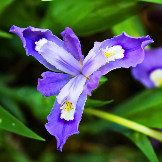 Dwarf Crested Iris — Spring Bulb 🌱