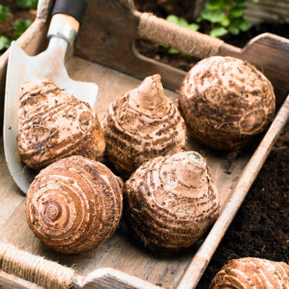 elephant ear bulbs planted in shade Mammoth Elephant Ear