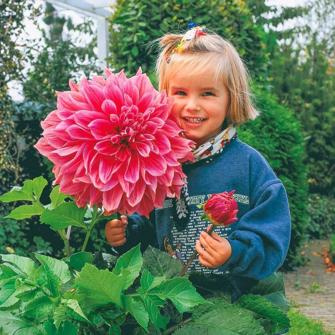 Dahlia Dinnerplate 'Emory Paul' - Spring Bulb 🌱
