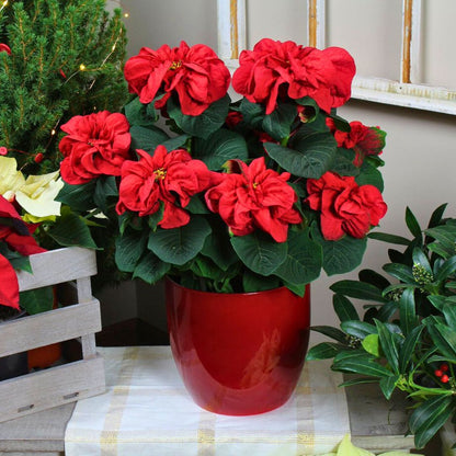 'Fiddlefire Red' Poinsettia