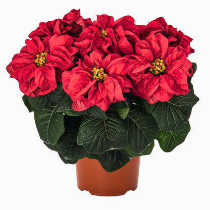 'Fiddlefire Red' Poinsettia