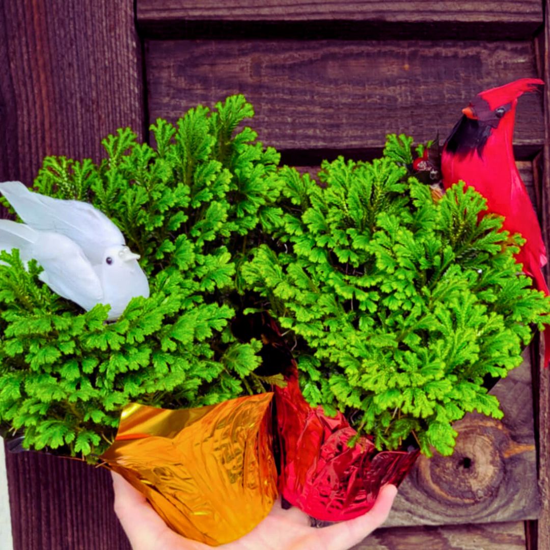 Frosty Ferns – Fiddleheads Garden Center