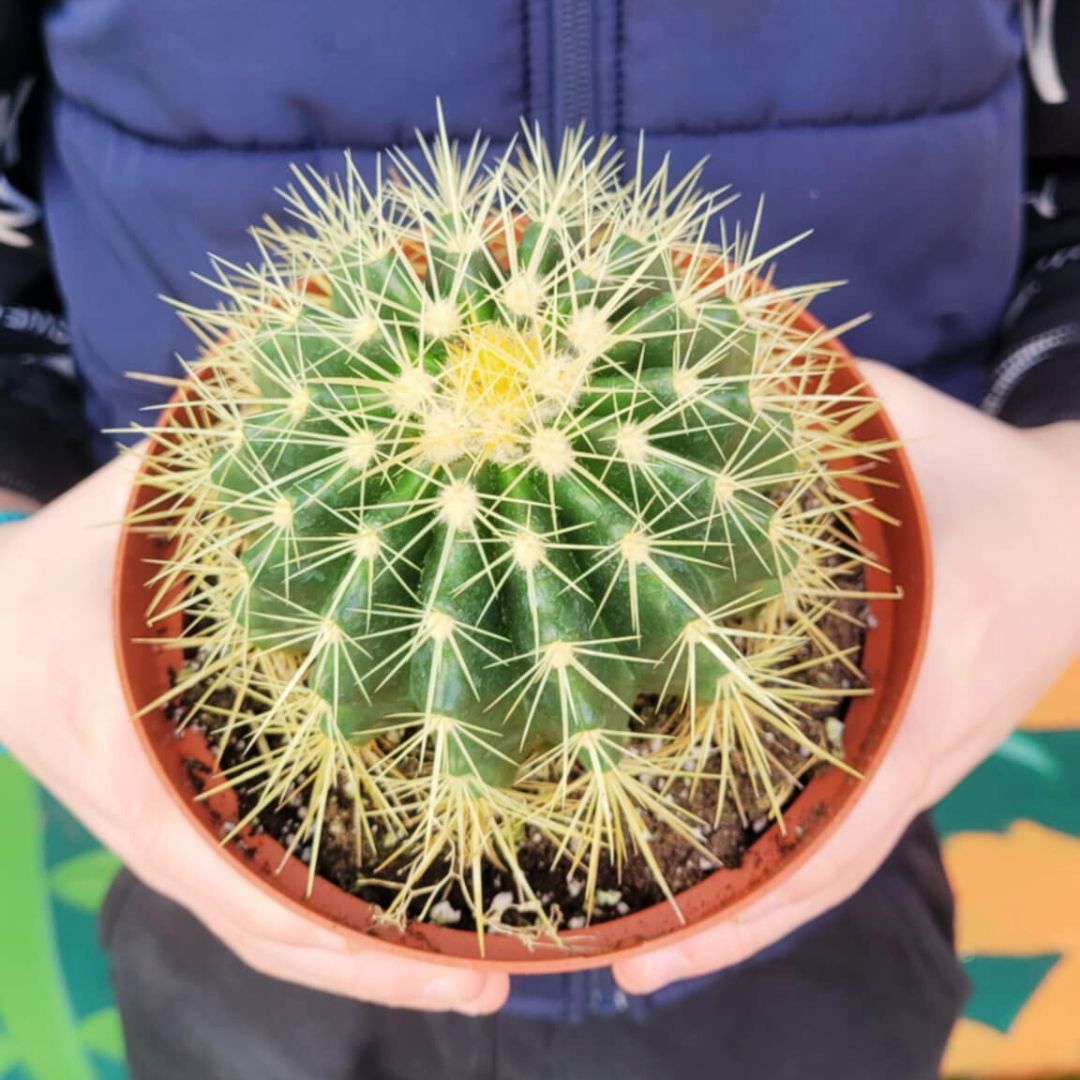 Golden Barrel Cactus 🪴