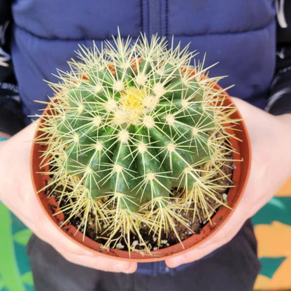 Golden Barrel Cactus 🪴
