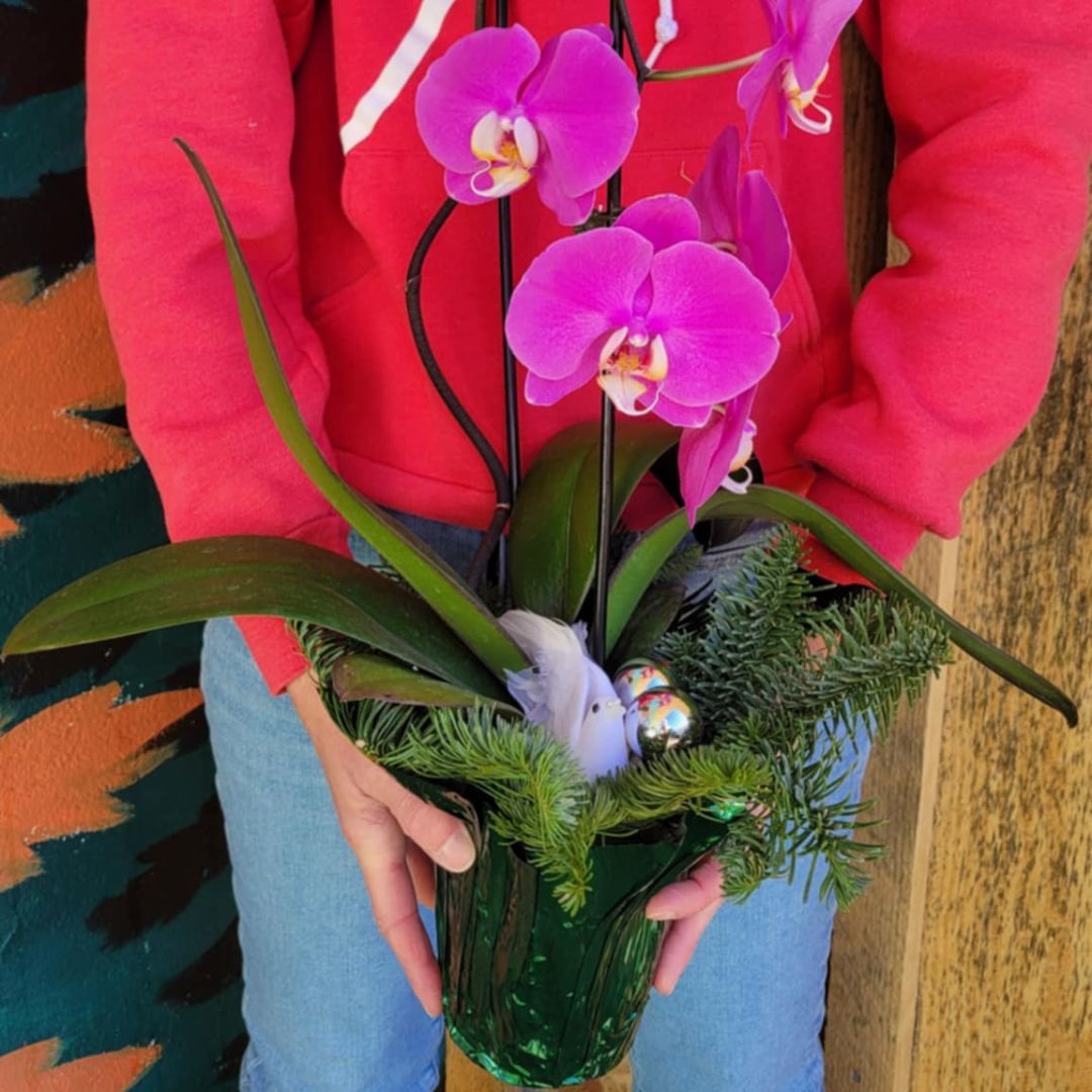 Jolly & Bright Orchids