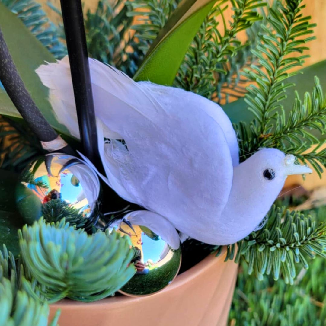 Jolly & Bright Orchids