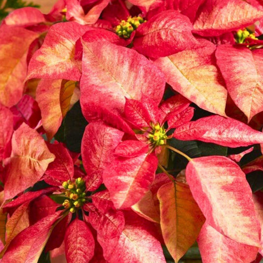 'Frosted Frond' Poinsettia