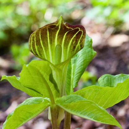 Jack-in-the-Pulpit — Spring Bulb 🌱