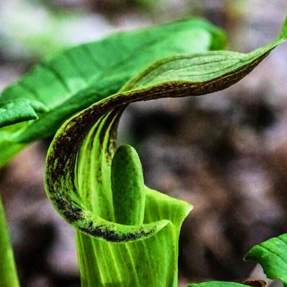Jack-in-the-Pulpit — Spring Bulb 🌱
