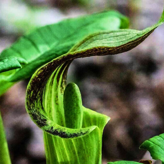 Jack-in-the-Pulpit — Spring Bulb 🌱