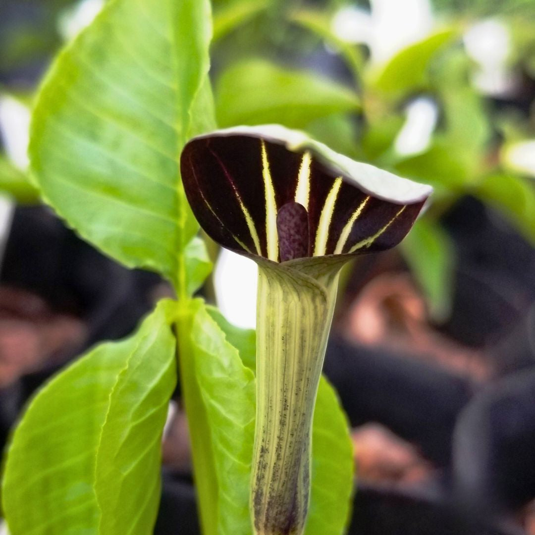 Jack-in-the-Pulpit — Spring Bulb 🌱