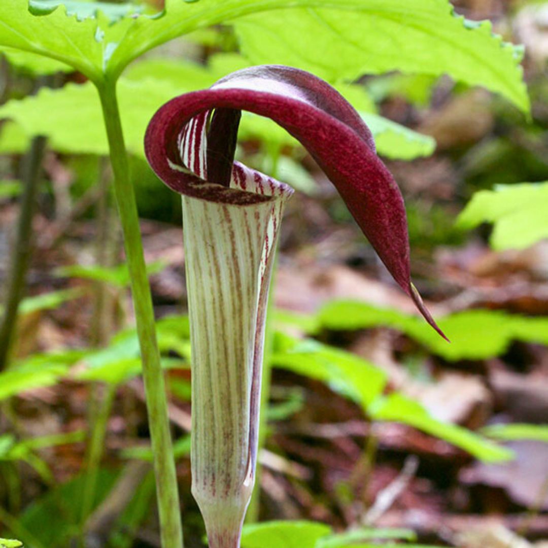 Jack-in-the-Pulpit — Spring Bulb 🌱