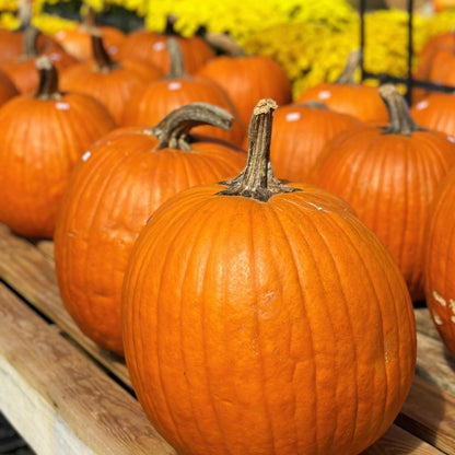 Pumpkin Painting Workshop
