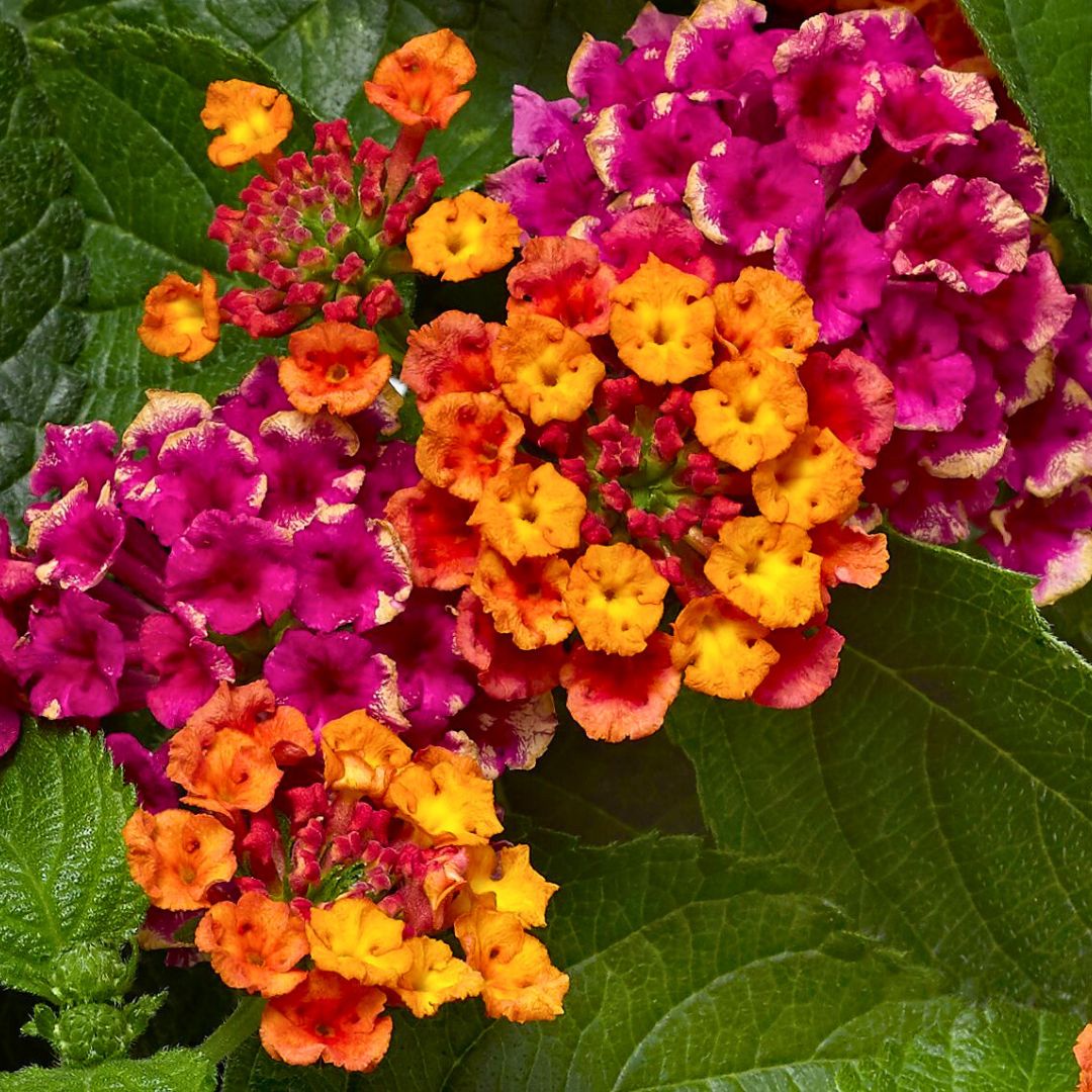 Lantana Bandolero 'Cherry Sunrise'