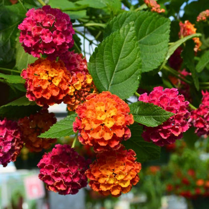 Lantana Bandolero 'Cherry Sunrise'