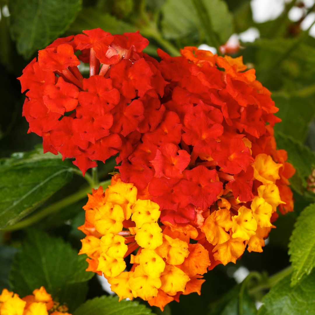 Lantana Bandolero 'Cherry Sunrise'
