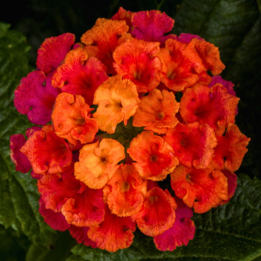 Lantana Bandolero 'Cherry Sunrise'