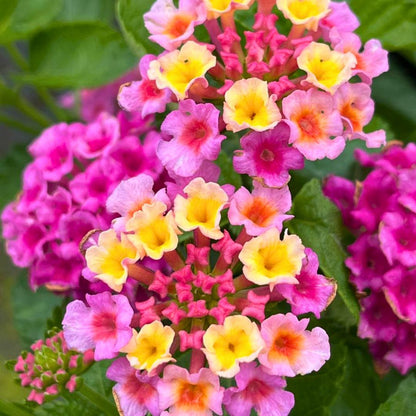 Lantana Bandolero 'Lychee'